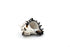 black and white murex shell